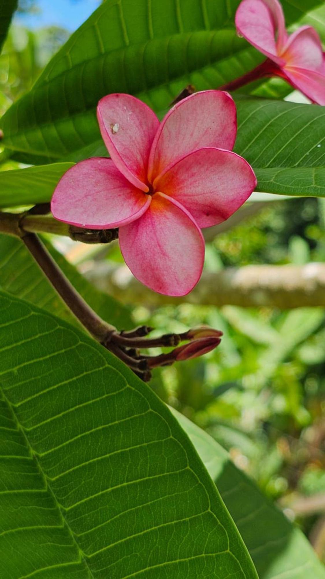 U Sule Villa Cahuita Exteriör bild