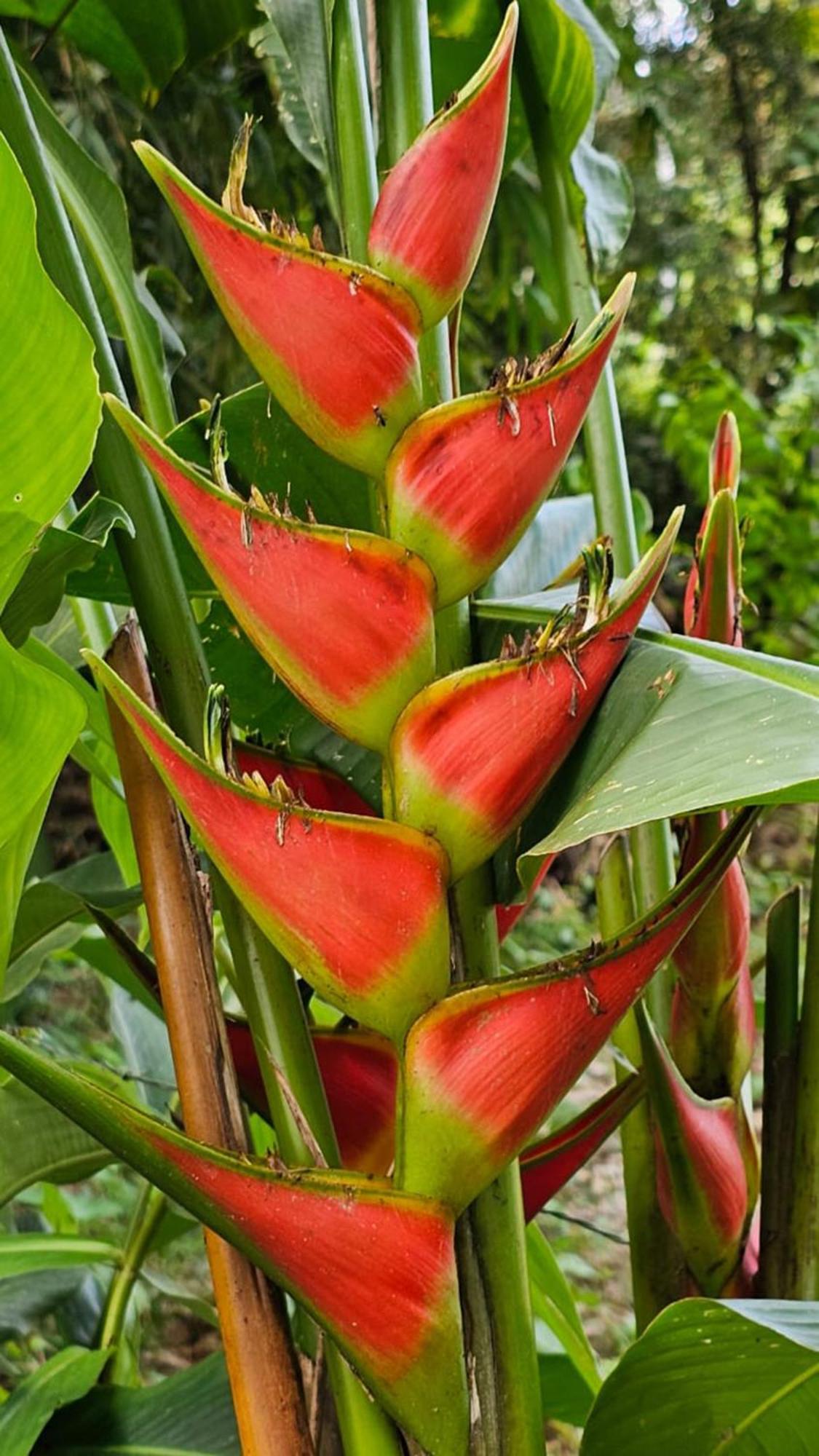 U Sule Villa Cahuita Exteriör bild