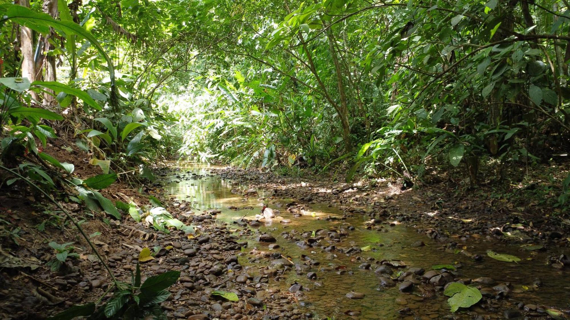 U Sule Villa Cahuita Exteriör bild