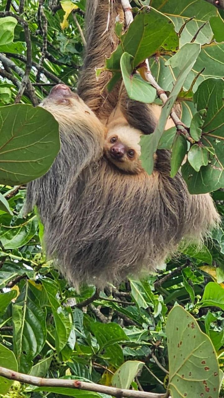 U Sule Villa Cahuita Exteriör bild