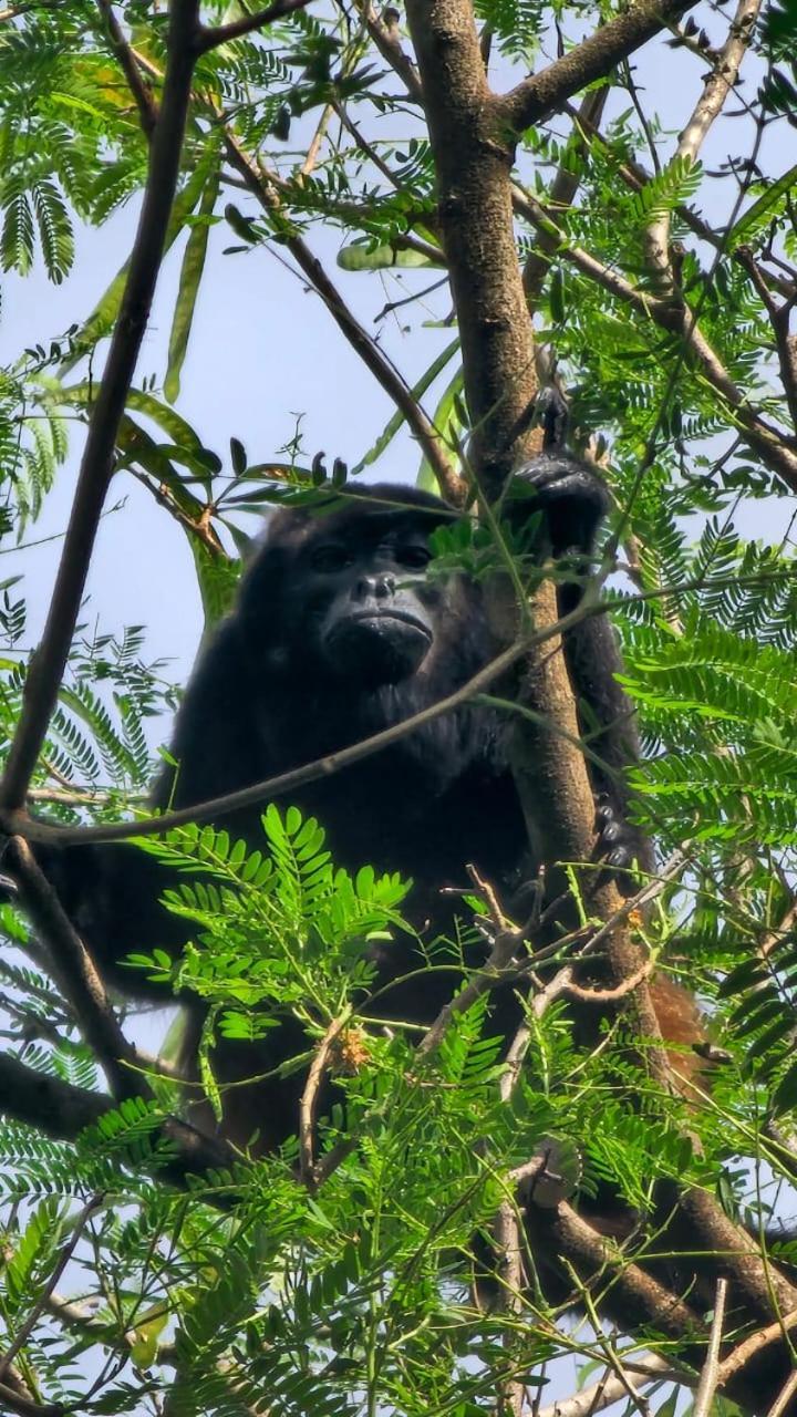 U Sule Villa Cahuita Exteriör bild