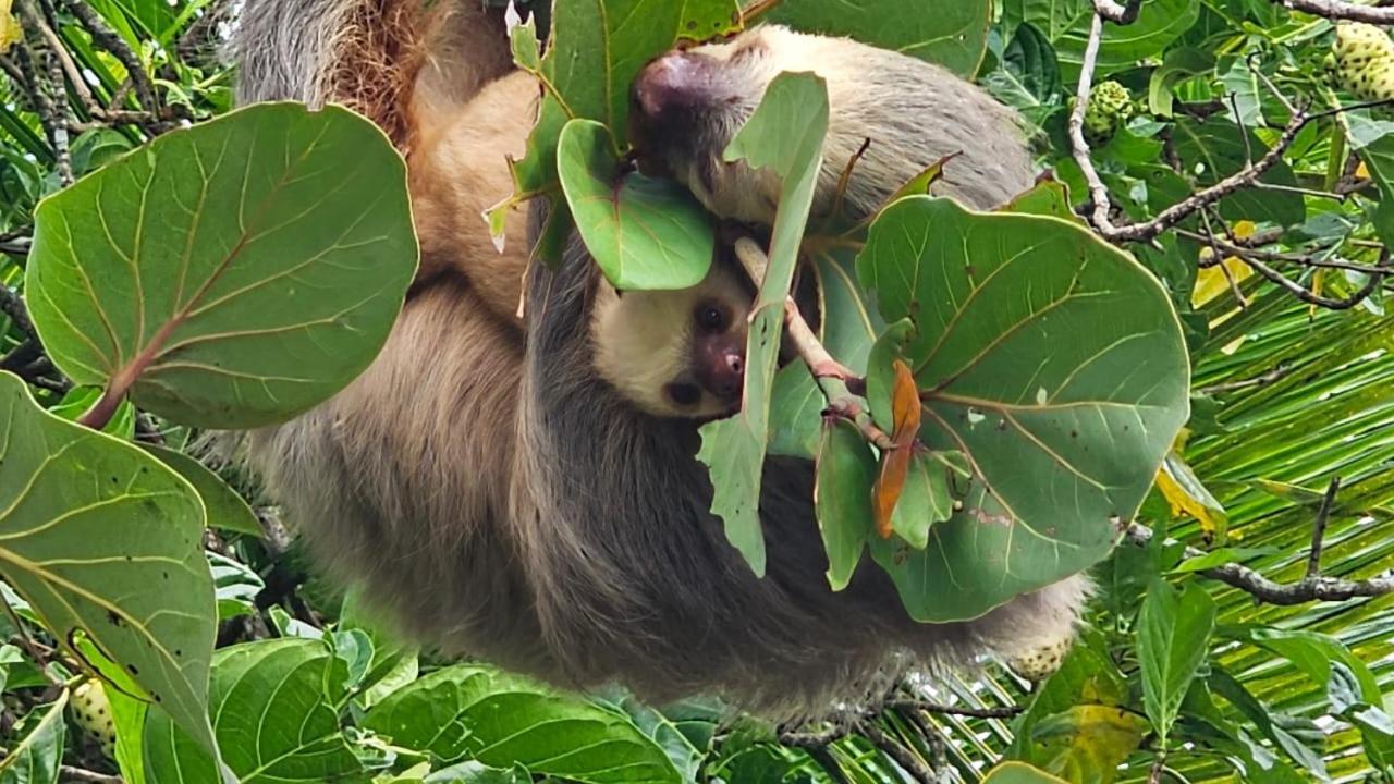 U Sule Villa Cahuita Exteriör bild