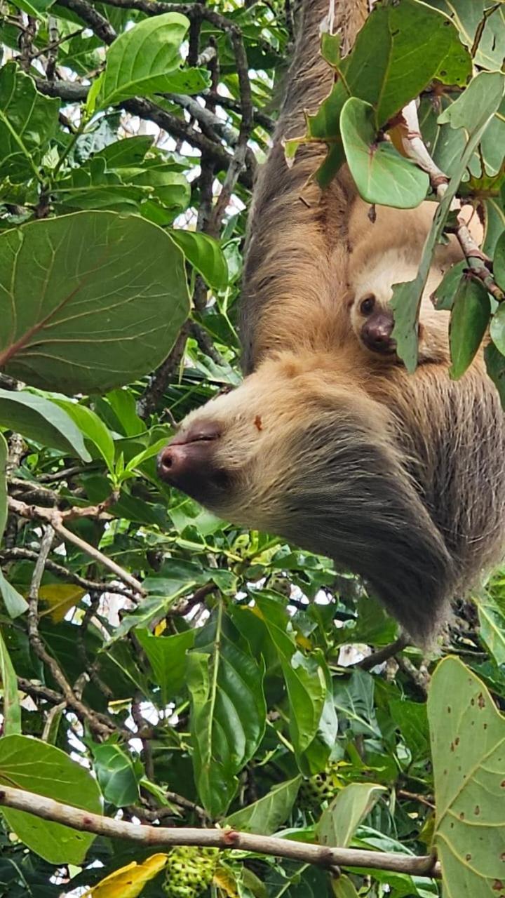 U Sule Villa Cahuita Exteriör bild