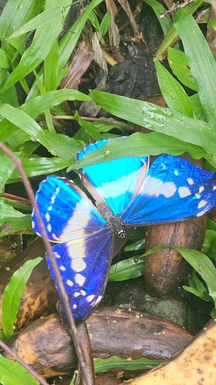 U Sule Villa Cahuita Exteriör bild