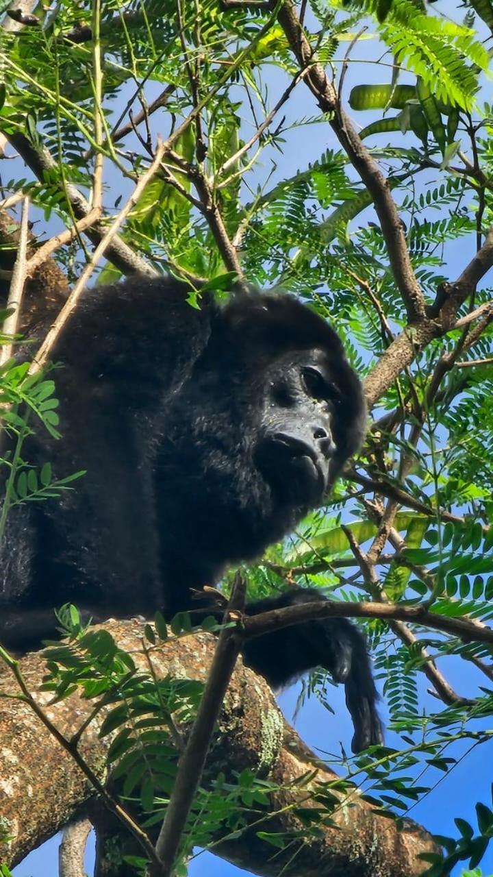 U Sule Villa Cahuita Exteriör bild