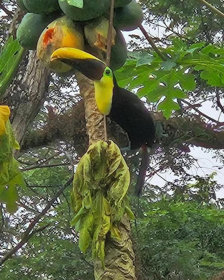 U Sule Villa Cahuita Exteriör bild